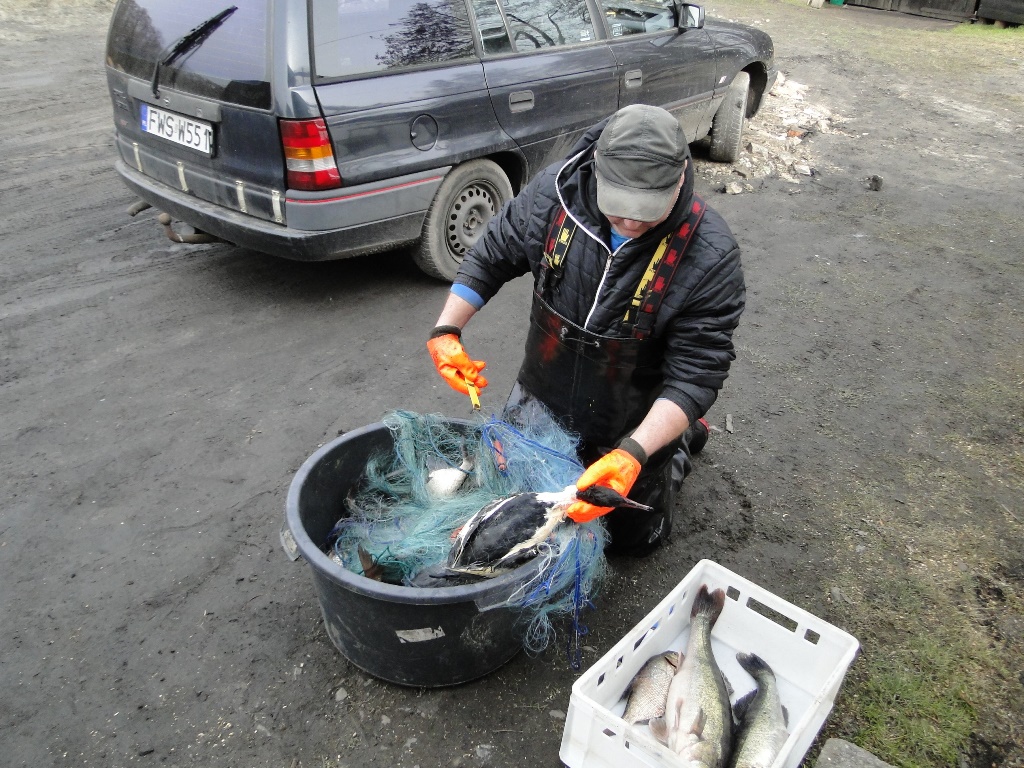skłusowane ryby