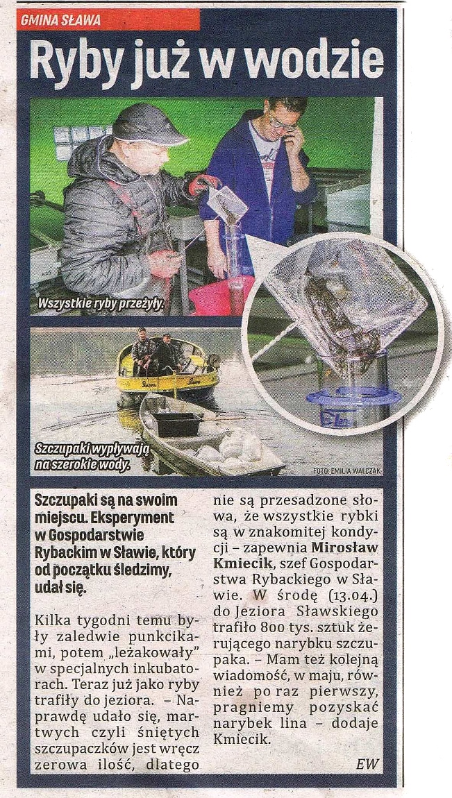 artykuł o narybku szczupaka 